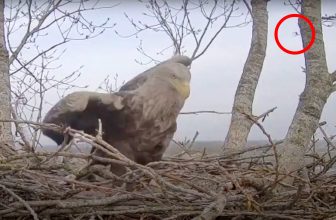 Natuurliefhebbers boos over drone bij zeearendnest