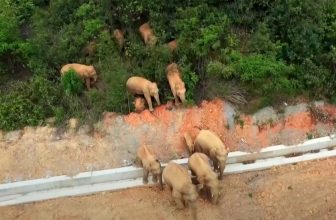 Chinese autoriteiten zetten drones in om losgeslagen kudde olifanten te volgen