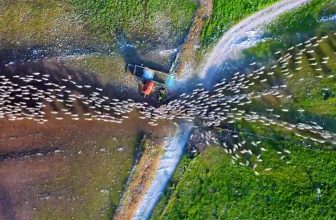 Kijken: fascinerende drone-hyperlapse van migrerende schaapskudde
