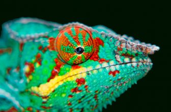 Wetenschappers ontwikkelen ‘kameleondrone’ die van kleur kan veranderen