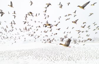Kijken: dit zijn de mooiste dronefoto’s van 2021