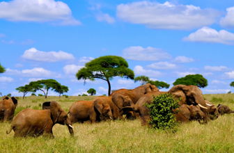 Olifanten in gevaar beschermen en dienen