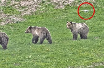 Dronepiloot riskeert celstraf na verstoren grizzlyberen in Yellowstone | Dronewatch