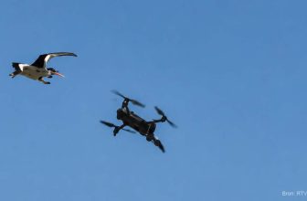 Scholekster tikt drone uit de lucht tijdens TT Assen | Dronewatch