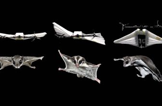 TU Delft ontwikkelt ‘eekhoorndrone’ die tijdens de vlucht van vorm verandert | Dronewatch