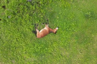 Paard overleden na schrikreactie door laagvliegende drone in Duitsland | Dronewatch